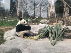 -都江堰中华大熊猫苑