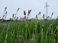 -菊园百果园