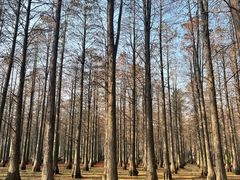 -渌洋湖湿地公园