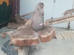 -大连森林动物园