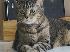 -喵园·猫主题咖啡厅·撸猫·猫咖(国贸店)