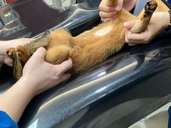 -御宝贝24h宠物医院·转诊中心·CT核磁血透中心(厦门总院)