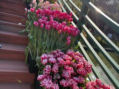 -上海鲜花港