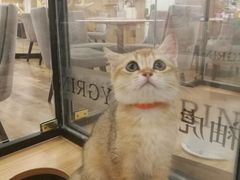 -袖虎·猫馆(体育西路店)