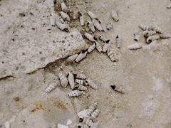 -北岐滩涂