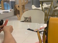 -飞行喵MR PILOT|猫舍·猫咖(静安大融城店)