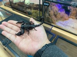 -Moni星球萌宠·小马宝莉·灵蛇·高端高阶全萌宠互动体验俱乐部(红豆国际广场店)