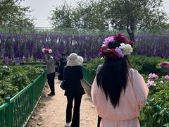 -曹州百花园