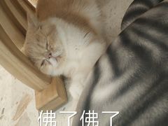 -飞行喵MR PILOT|猫舍·猫咖(静安大融城店)
