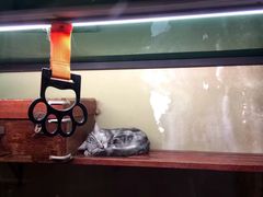 -猫咪博物馆(顶澳仔猫街店)