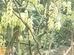 -牛鱼嘴原始生态风景区