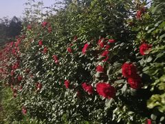 -诗经里