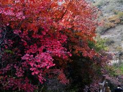 -黄花溪