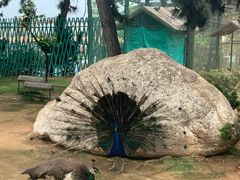 -西霞口神雕山野生动物世界