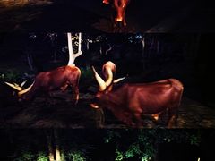 -清迈夜间动物园