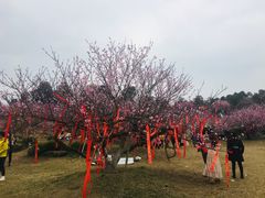 -秀丽东方