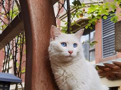 -西安京西宠物医院·瘫痪·疑难杂症