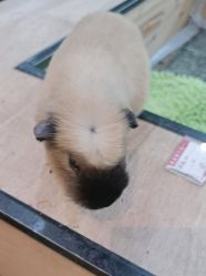 -神奇动物撸宠馆·羊驼·小浣熊·异宠(豫园店)