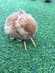 -萌宠亲子动物乐园(槐房万达店)