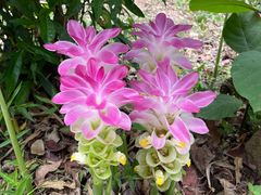 -中国科学院西双版纳热带植物园