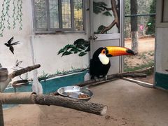 -西霞口神雕山野生动物世界