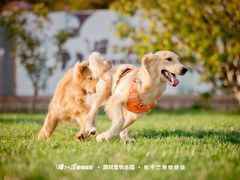 -趣玩宠物乐园寄养训犬训狗游泳池
