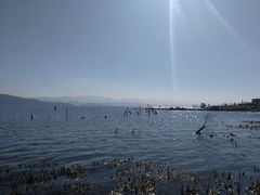 -才村湿地公园