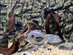 -上海海洋水族馆