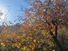 -北京西山国家森林公园