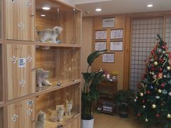 -猫十亿·布偶金渐层·曼基康矮脚猫舍(青年路店)