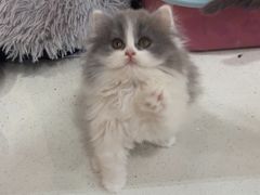 -糯米喵星人总部直营旗舰店·猫舍·幼猫出售