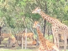 -威勒比开放式动物园