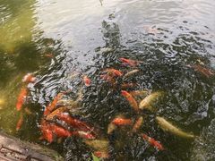 -深圳野生动物园