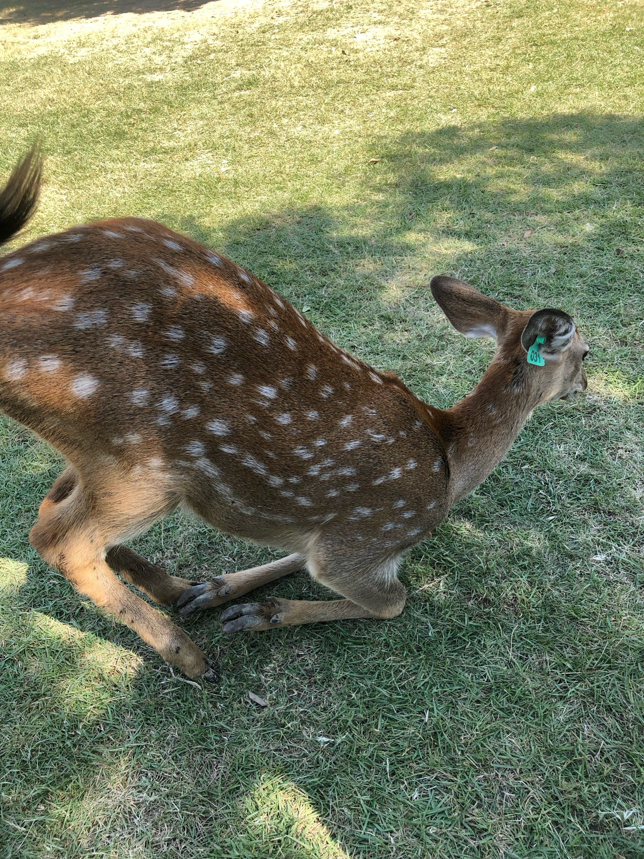 0元玩转这座城 这里的小鹿肚子都胀鼓鼓