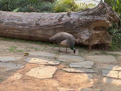 -云南勐巴娜西珍奇园