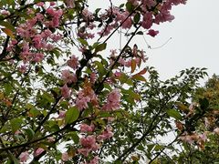 -高东镇樱花园