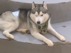 -Husky Go! 哈士奇体验馆·宠物咖啡厅狗咖