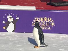 -沈阳奥体冰雪嘉年华