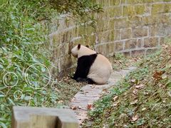 -成都大熊猫繁育研究基地