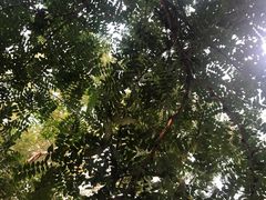 -长白岛森林公园