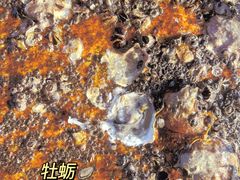 -椰风寨