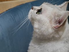 -滚猫咖啡·猫咖·猫友好撸猫(未来城店)