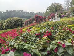 -东莞植物园