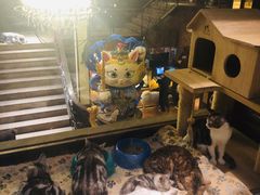 -more than meow吴止猫主题餐厅(承德 中船汇店)