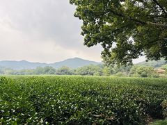 -中国茶叶博物馆(双峰馆区)