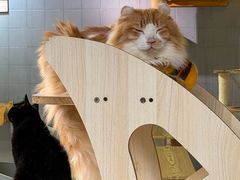 -豆逗聊愈猫阁Easy Life
