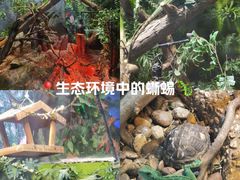 -上海大自然野生昆虫馆(东方明珠·爬宠昆虫探索中心)