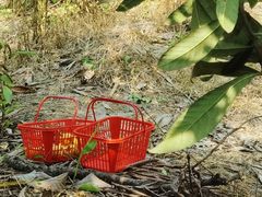 -塘栖枇杷特色园区