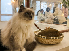 -共舞时光猫咖·狗咖(新街口店)