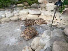 -南宫五洲植物乐园